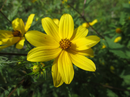 Bidens polylepis (bearded beggarticks)