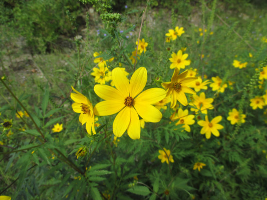 Bidens polylepis (bearded beggarticks)