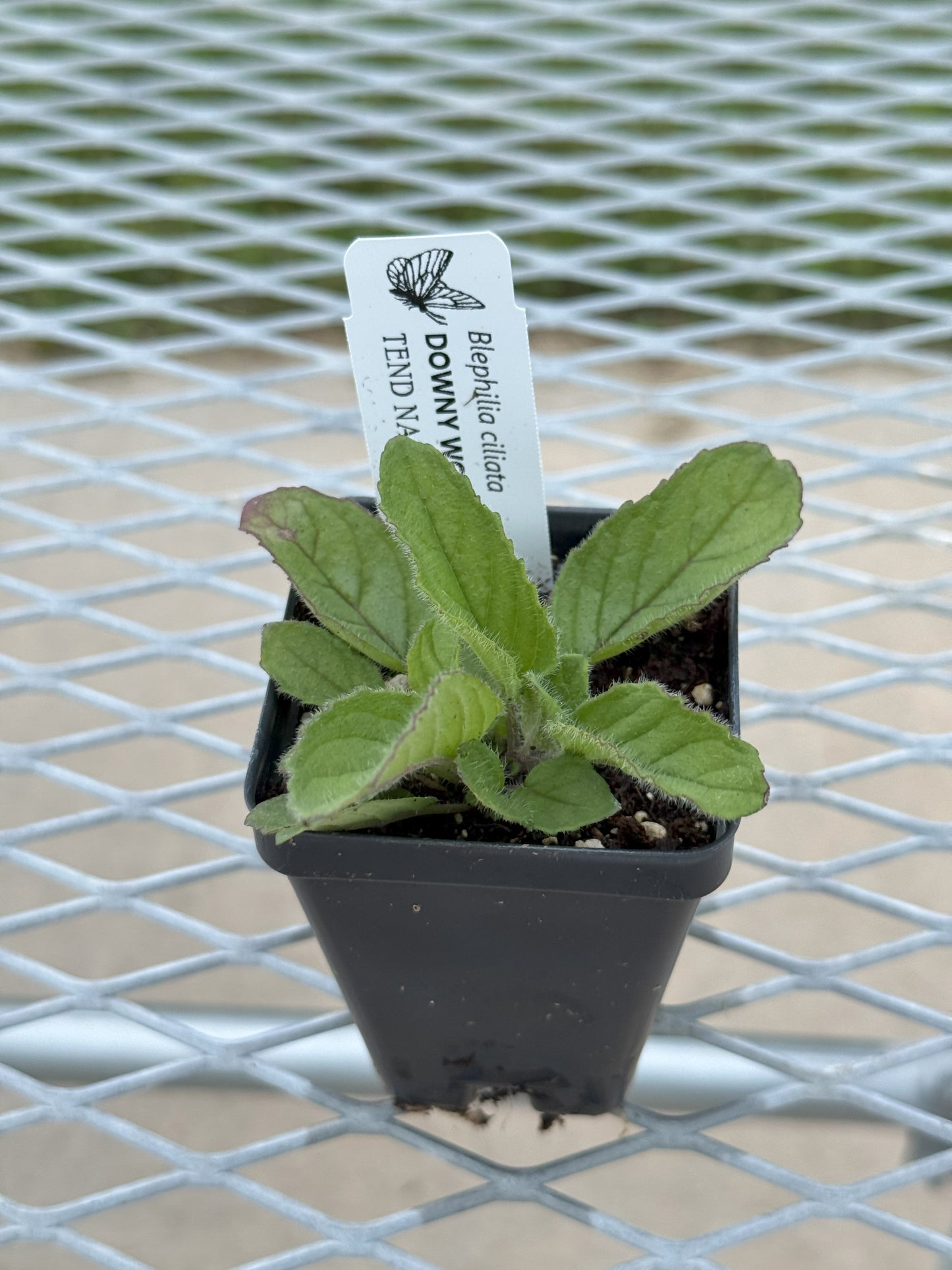 Blephilia ciliata (downy wood mint)