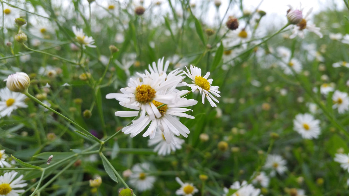 False Aster Boltonia asteroides (false aster) – Tend Native Plants