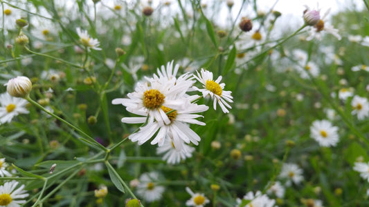 Boltonia asteroides (false aster)