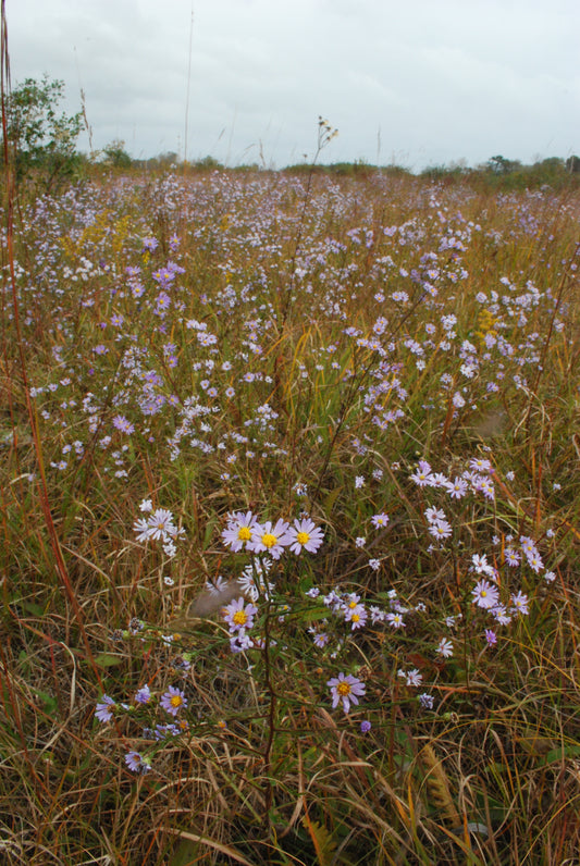 Boltonia asteroides (false aster)