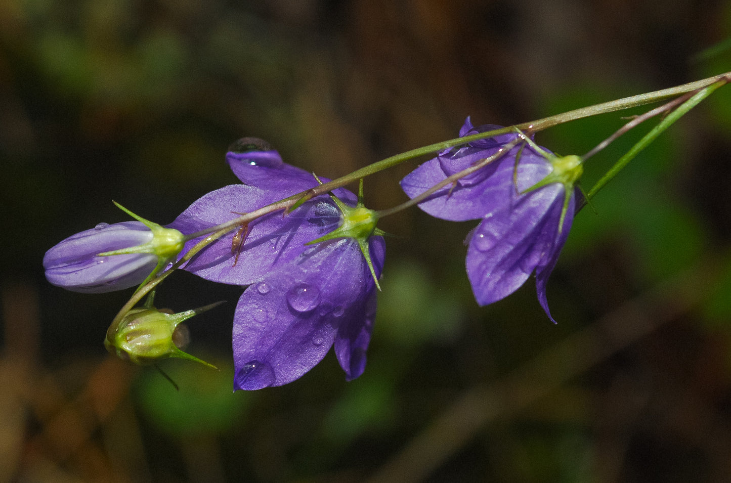 Campanula rotundifolia (harebell)