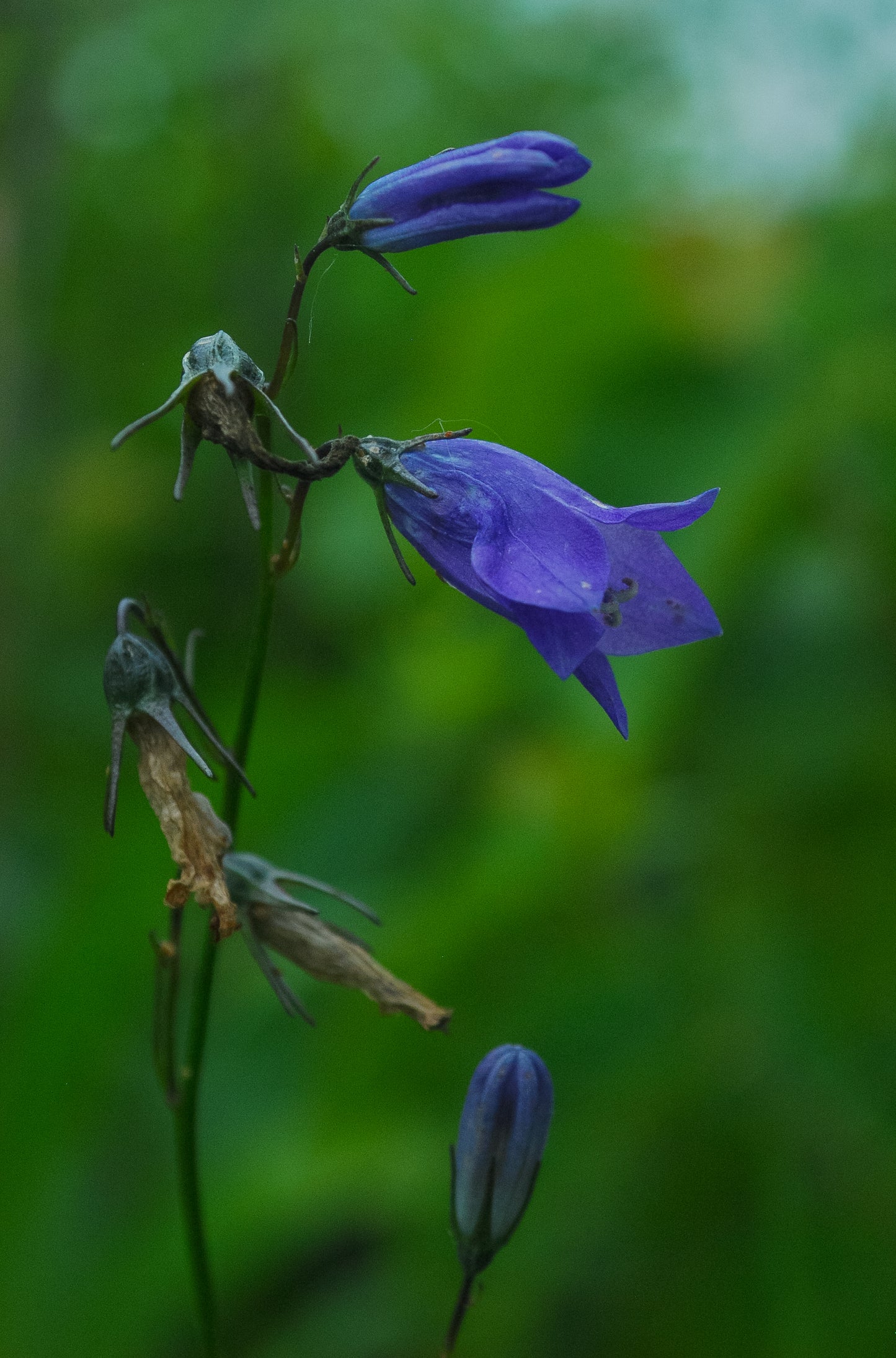 Campanula rotundifolia (harebell)