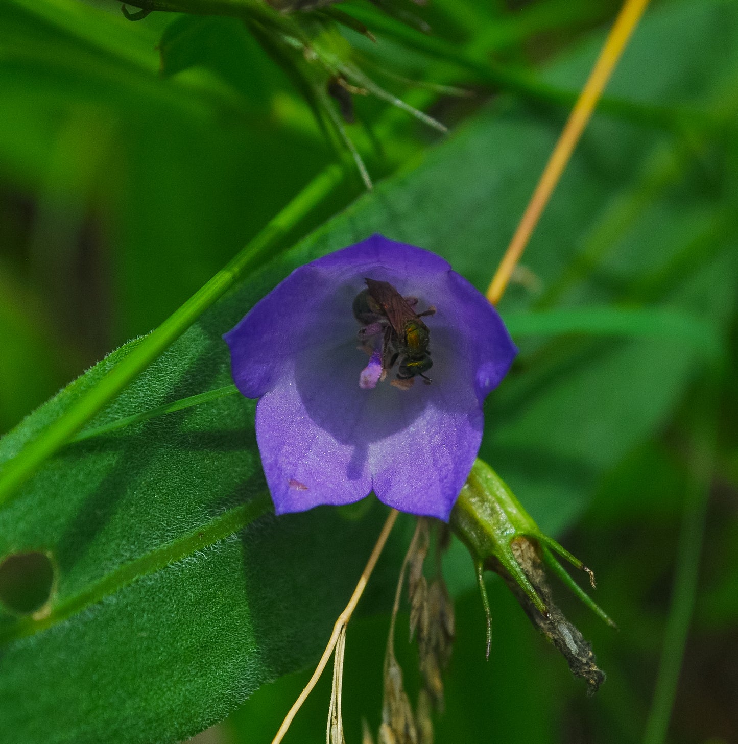 Campanula rotundifolia (harebell)