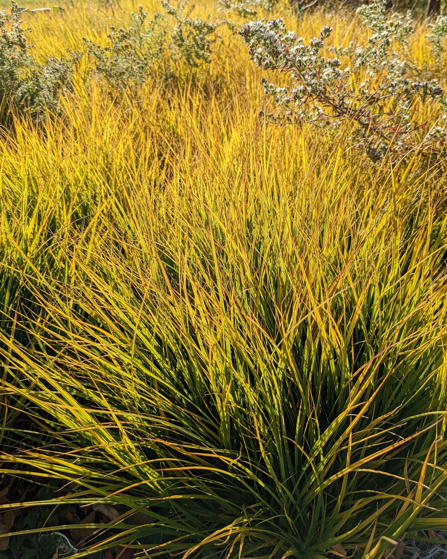 Carex brevior (plains oval sedge)