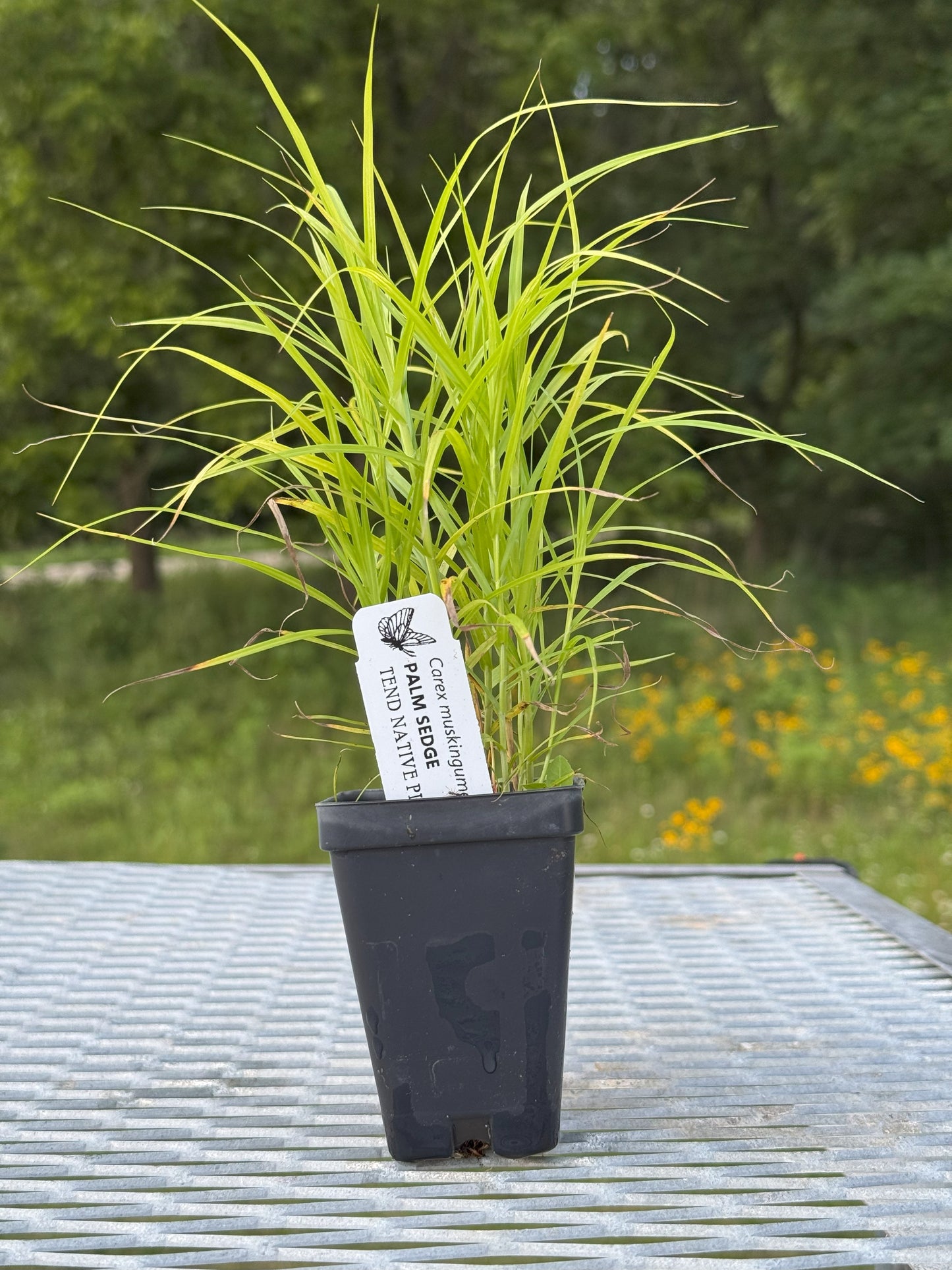 Carex muskingumensis (palm sedge)