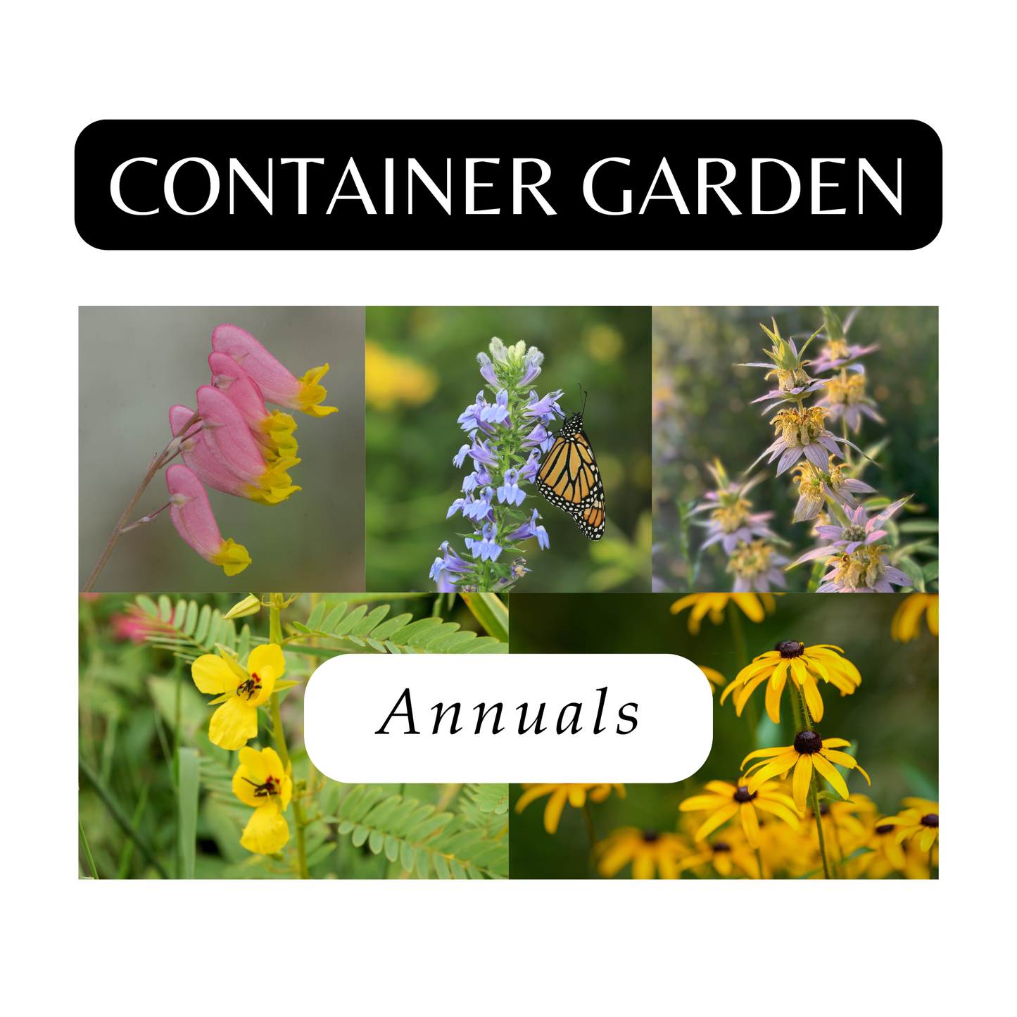 Container Garden of Annuals (6 Plants)