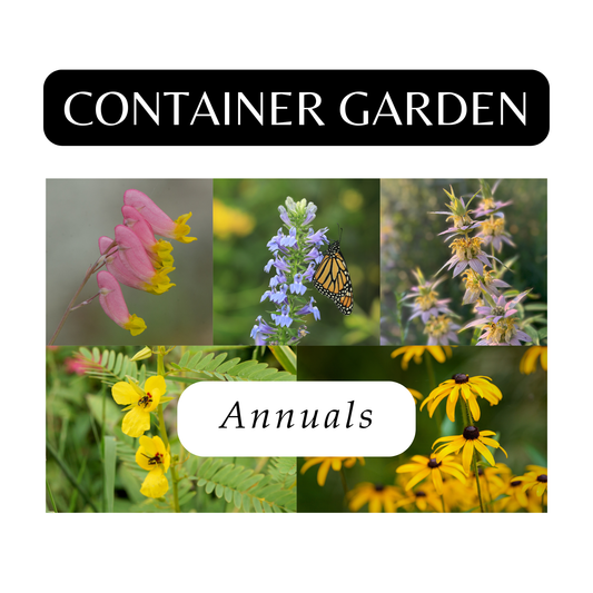 Container Garden of Annuals (6 Plants)