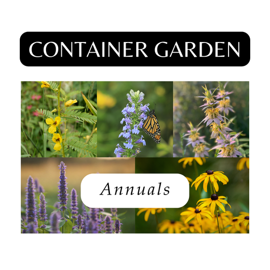 Container Garden of Annuals (6 Plants)