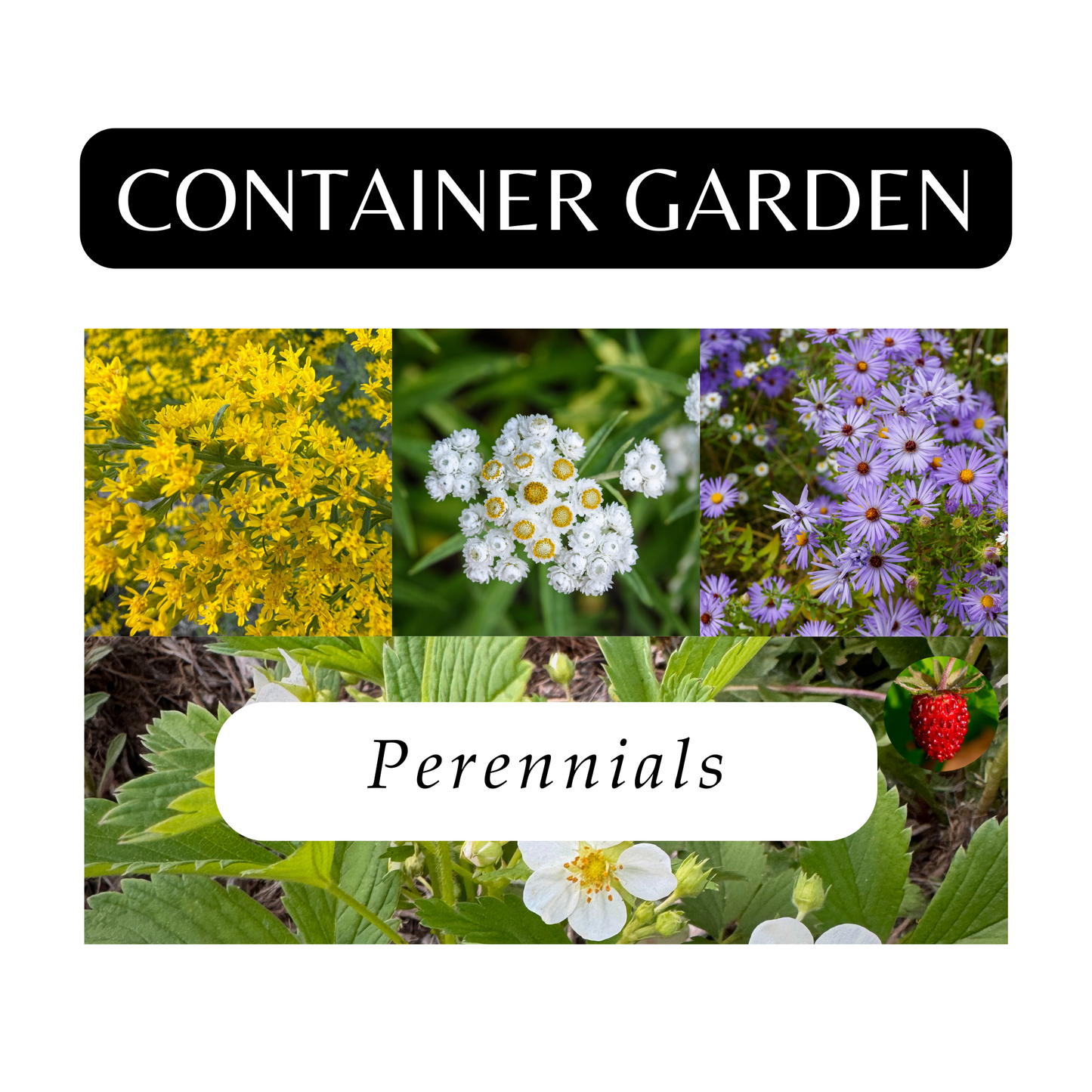Container Garden of Perennials (6 Plants)
