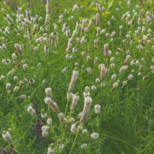 Dalea candida (white prairie clover)