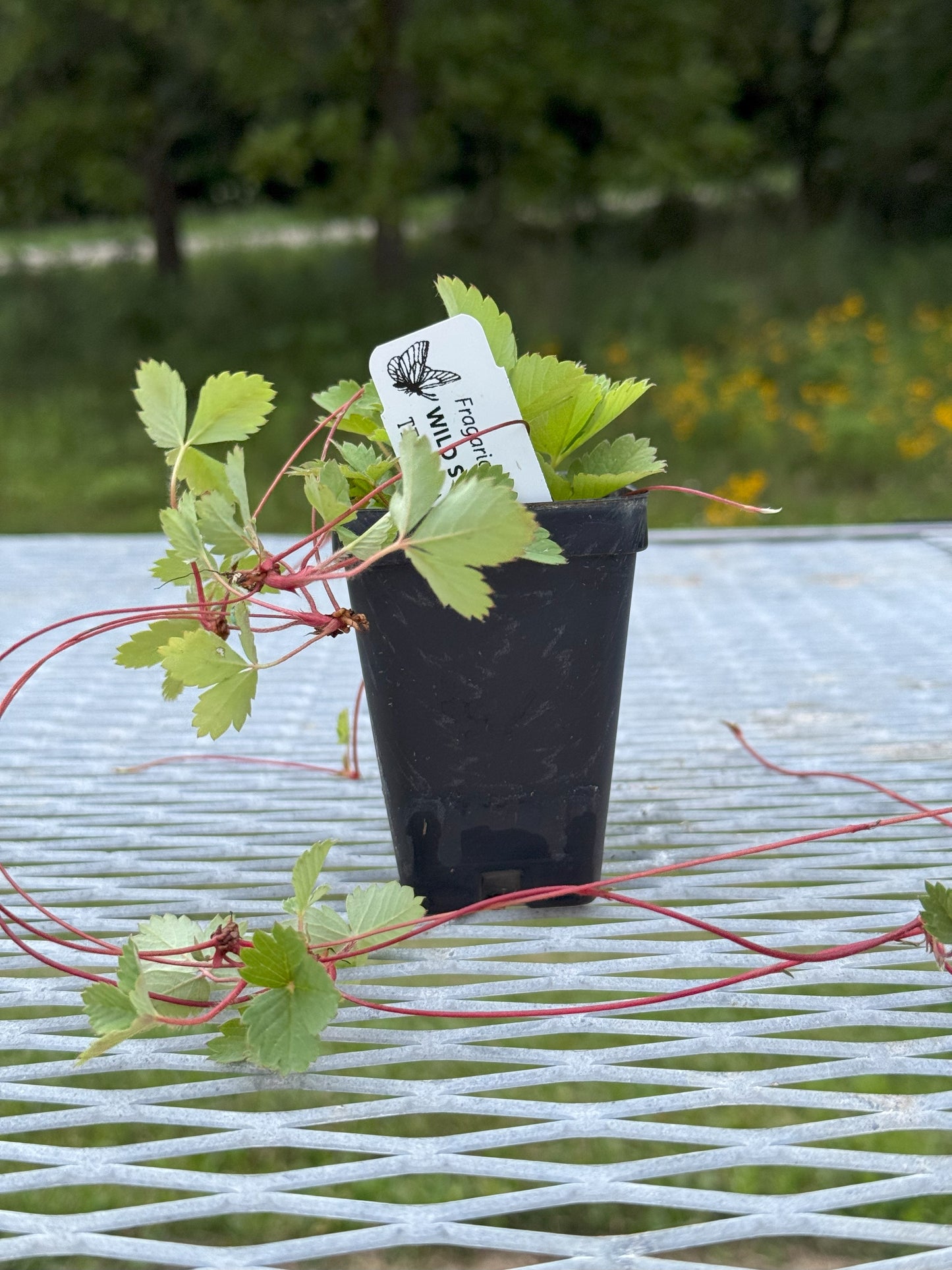 Fragaria virginiana (wild strawberry)