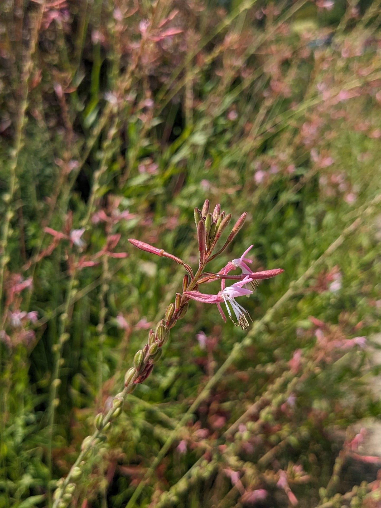 Gaura biennis (biennial gaura)