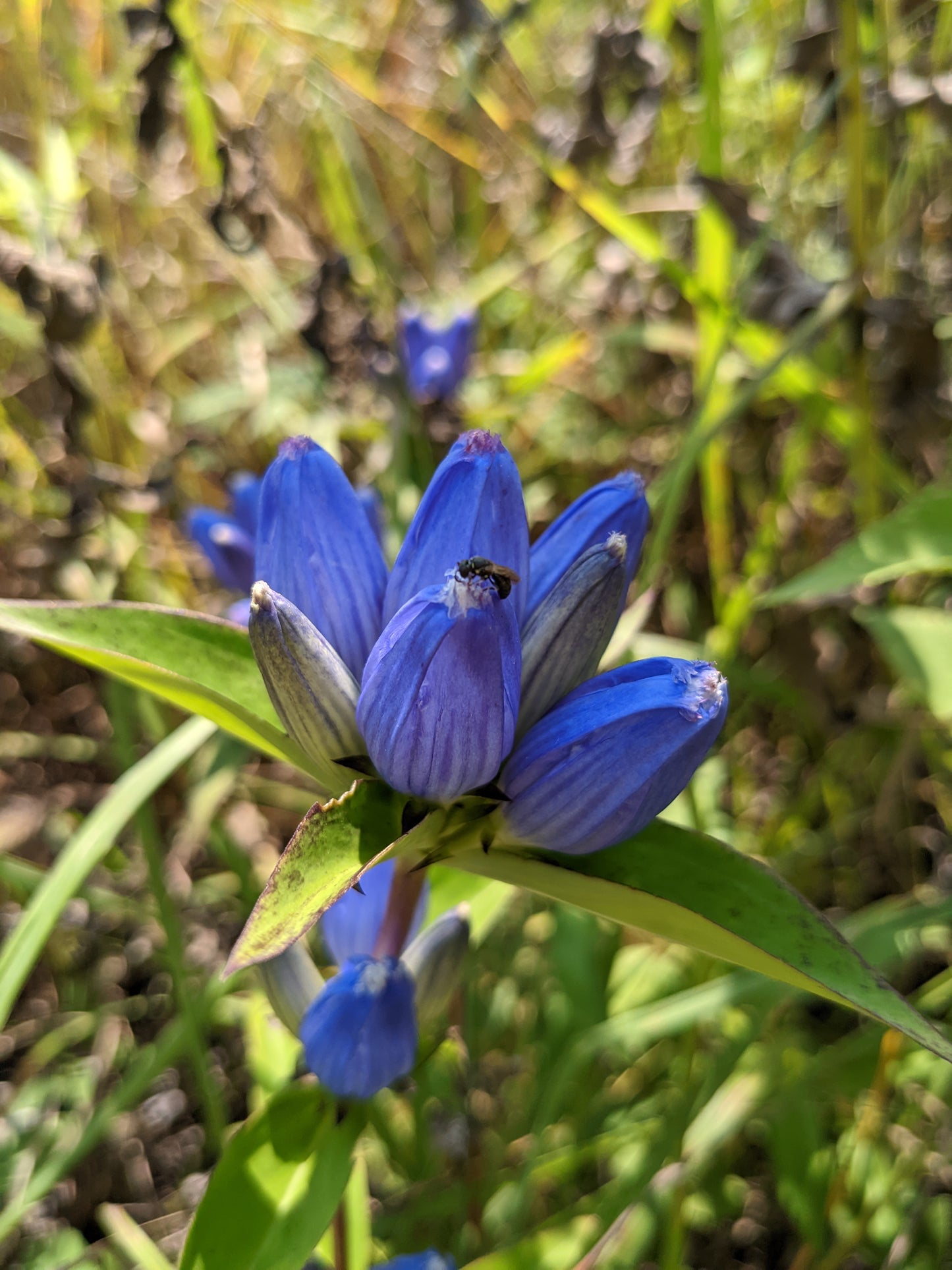 Gentiana andrewsii (bottle gentian)