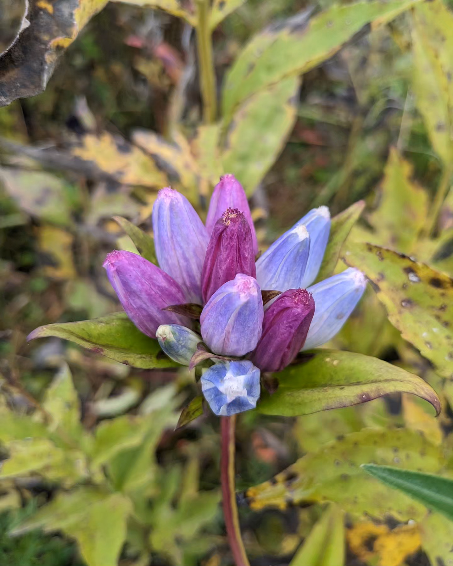 Gentiana andrewsii (bottle gentian)