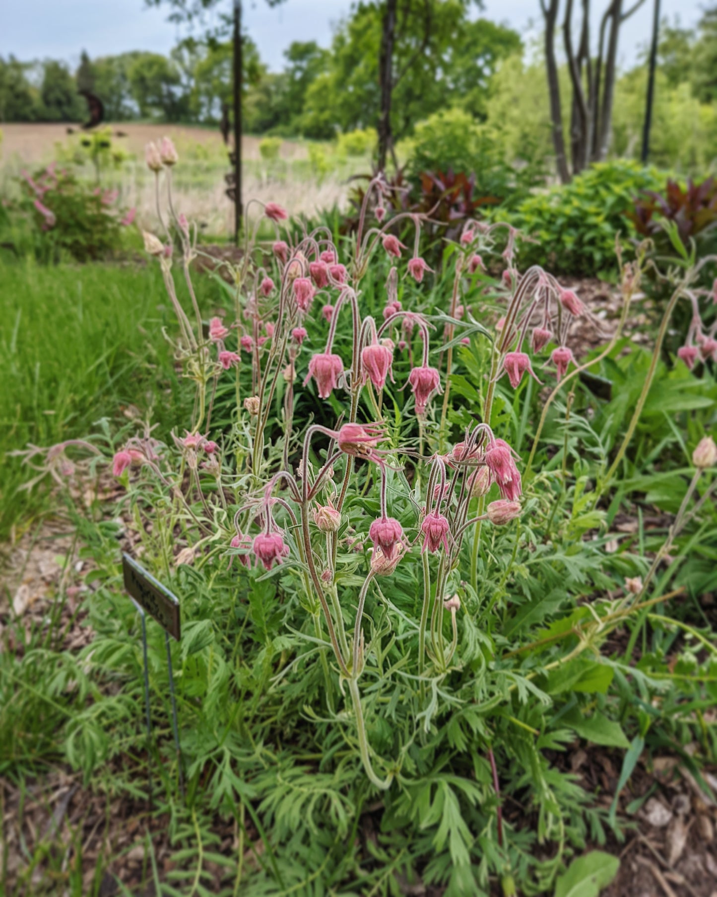 Geum triflorum (prairie smoke)