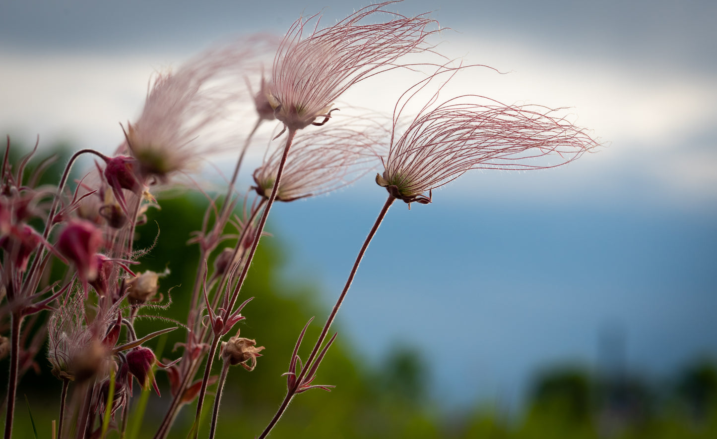 Geum triflorum (prairie smoke)