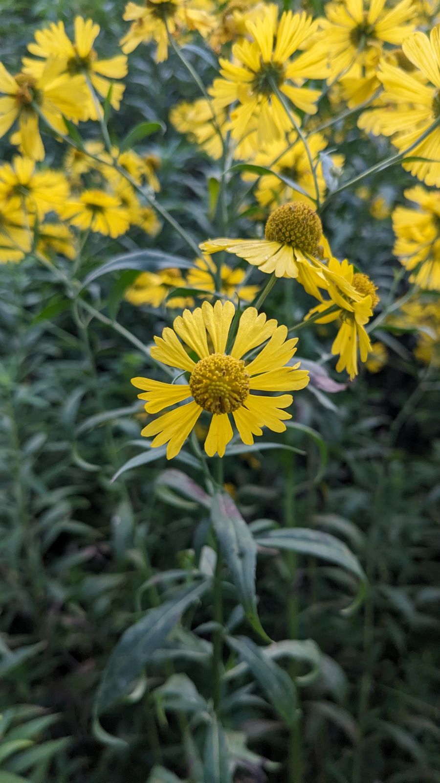 Helenium autumnale (sneezeweed)