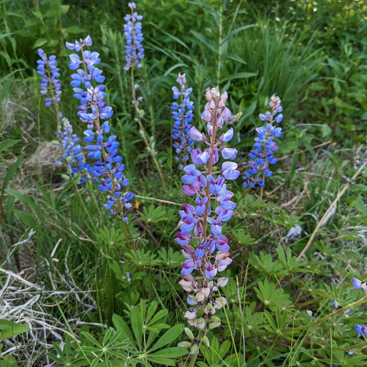 Lupinus perennis (sundial lupine)