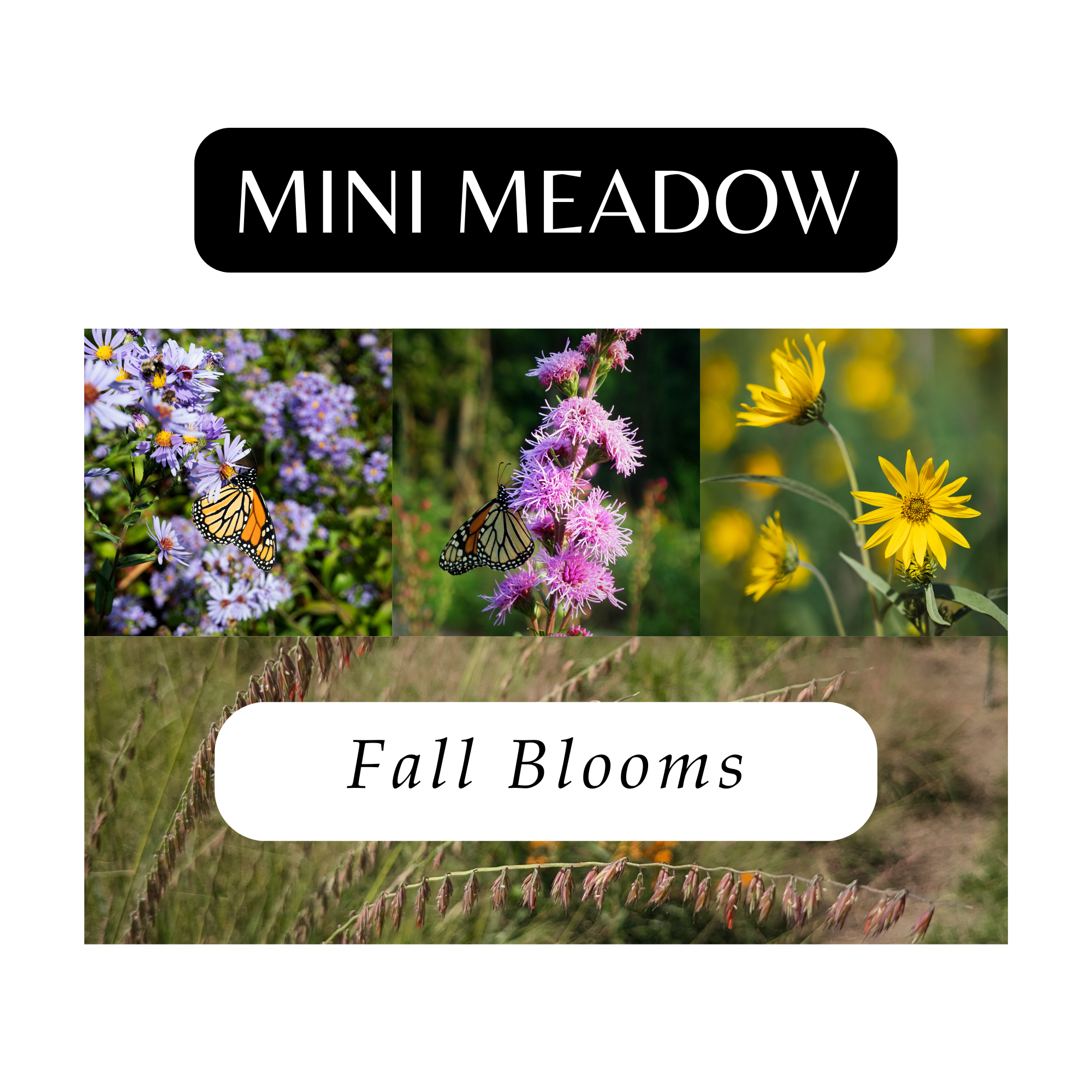 Mini Meadow for Fall (12 Plants) – Tend Native Plants