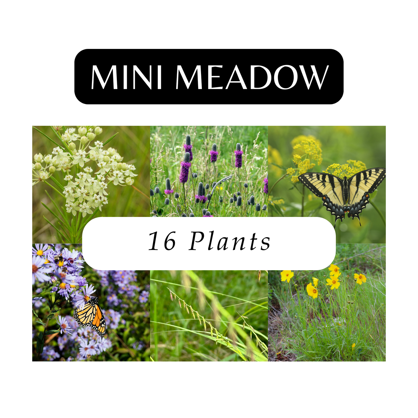 Mini Meadow Kit (16 Plants)