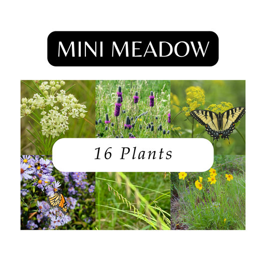 Mini Meadow Kit (16 Plants)