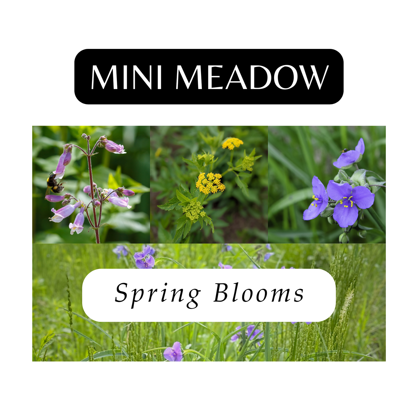 Mini Meadow for Spring (12 Plants)