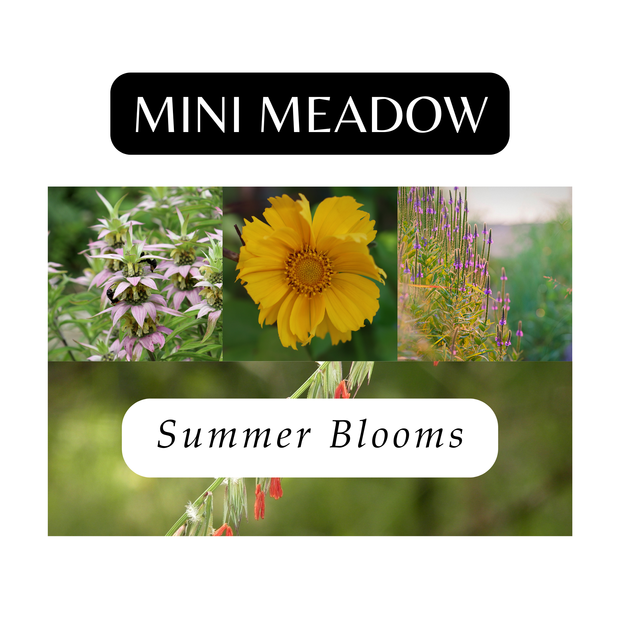 Mini Meadow for Summer (12 Plants) – Tend Native Plants