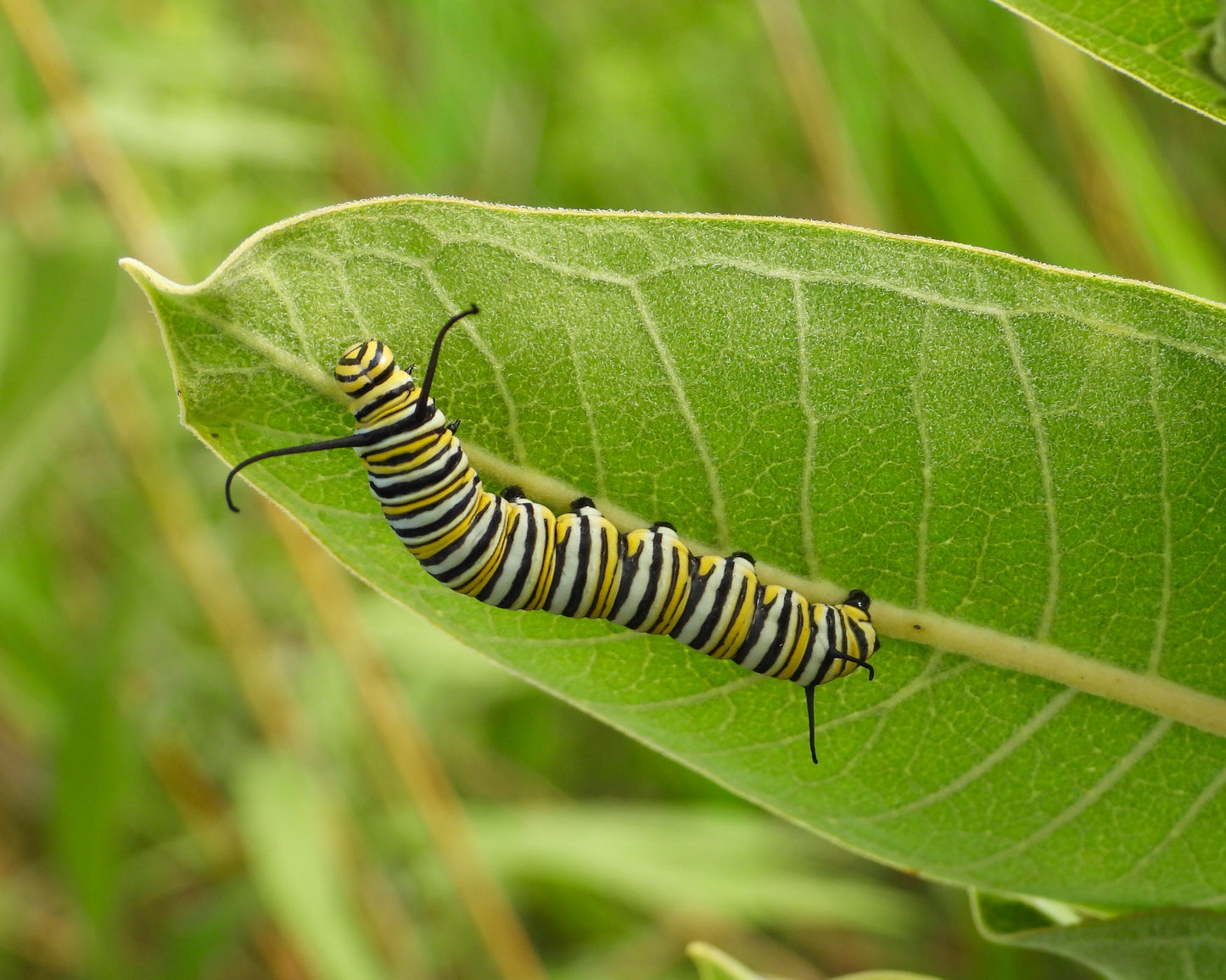 Asclepias syriaca (common milkweed)