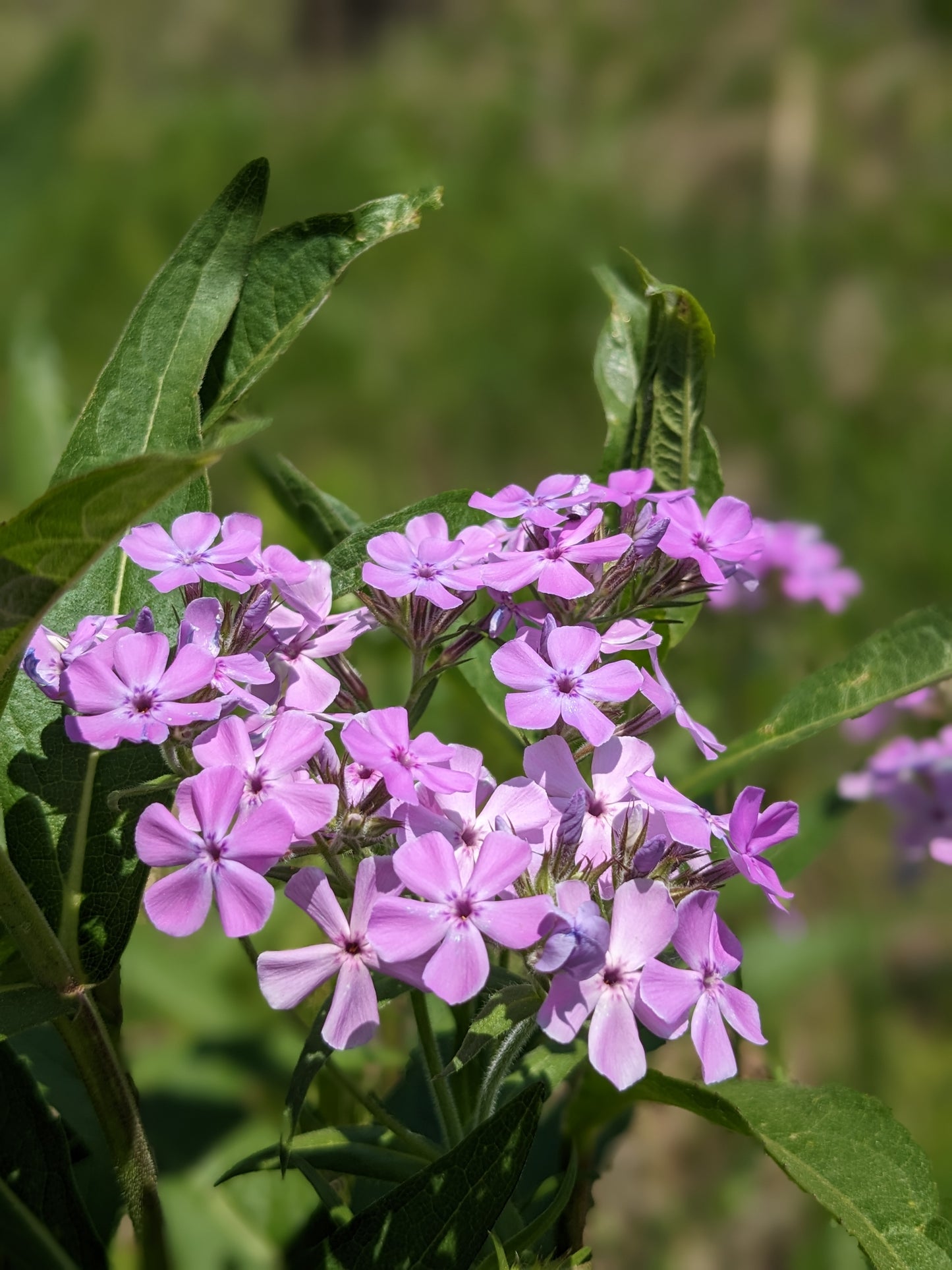 Phlox pilosa (prairie phlox)