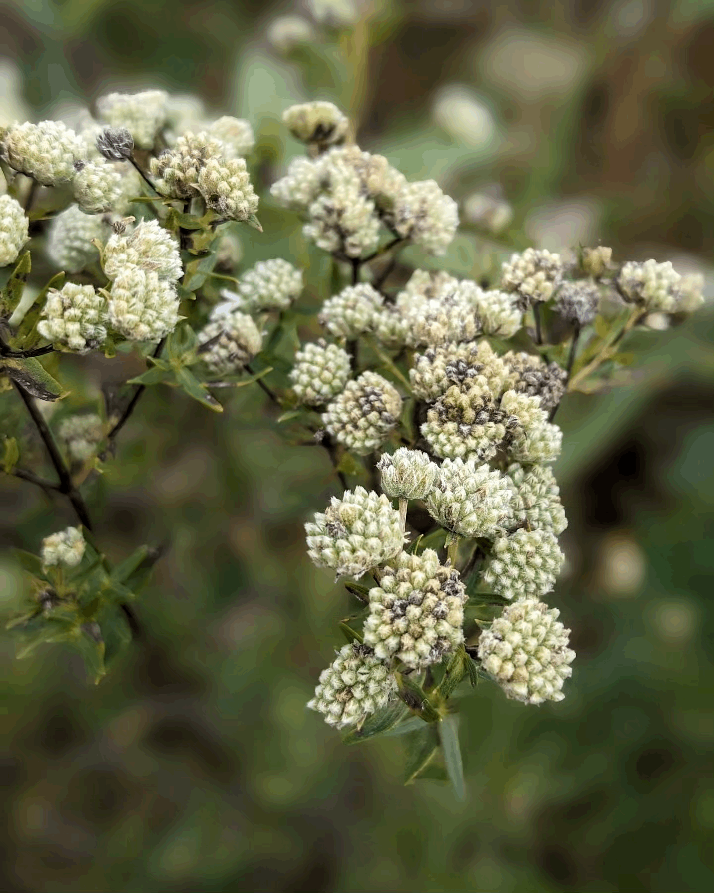 Pycnanthemum virginianum (mountain mint)