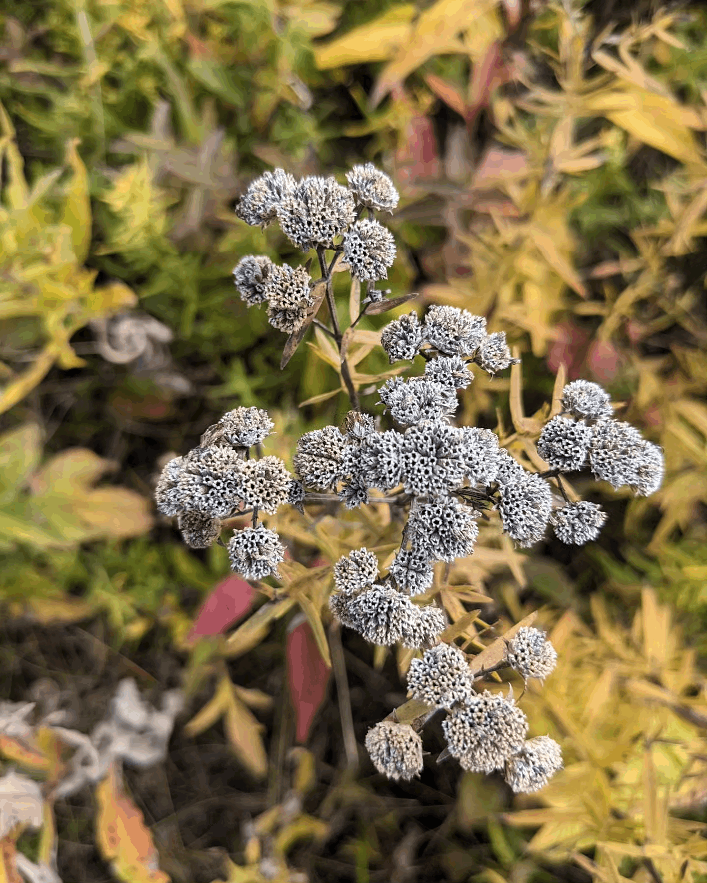 Pycnanthemum virginianum (mountain mint)