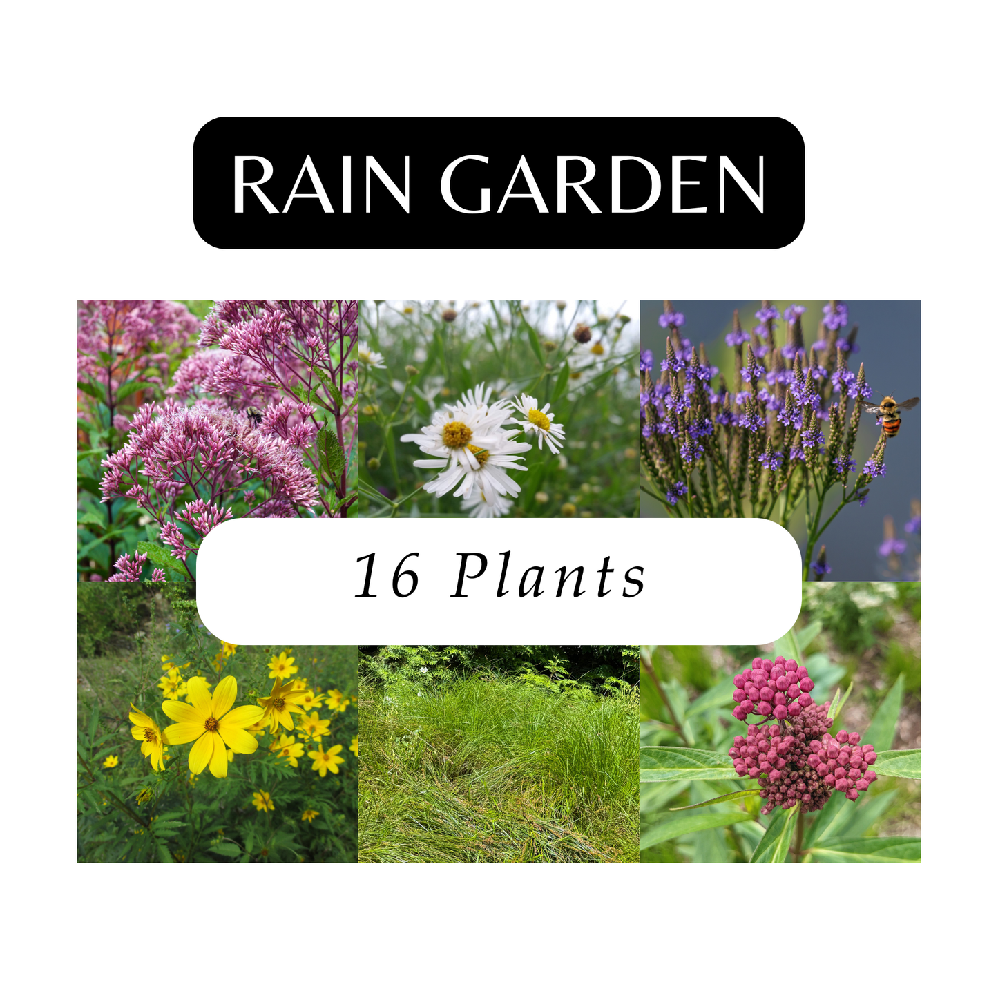 Rain Garden Kit (16 Plants)