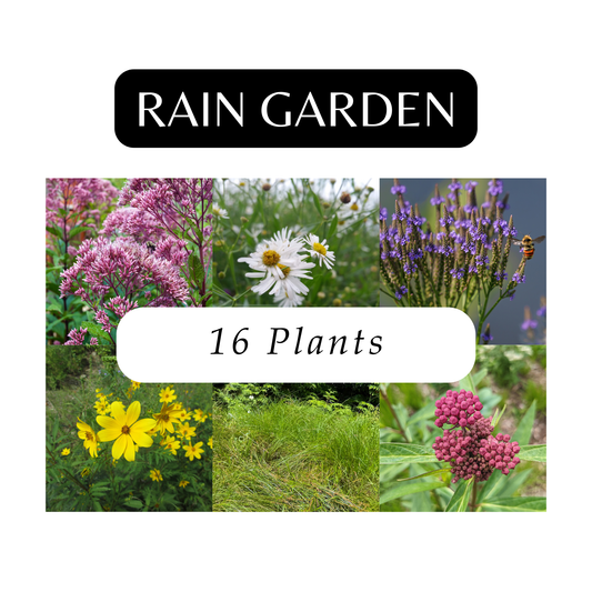 Rain Garden Kit (16 Plants)
