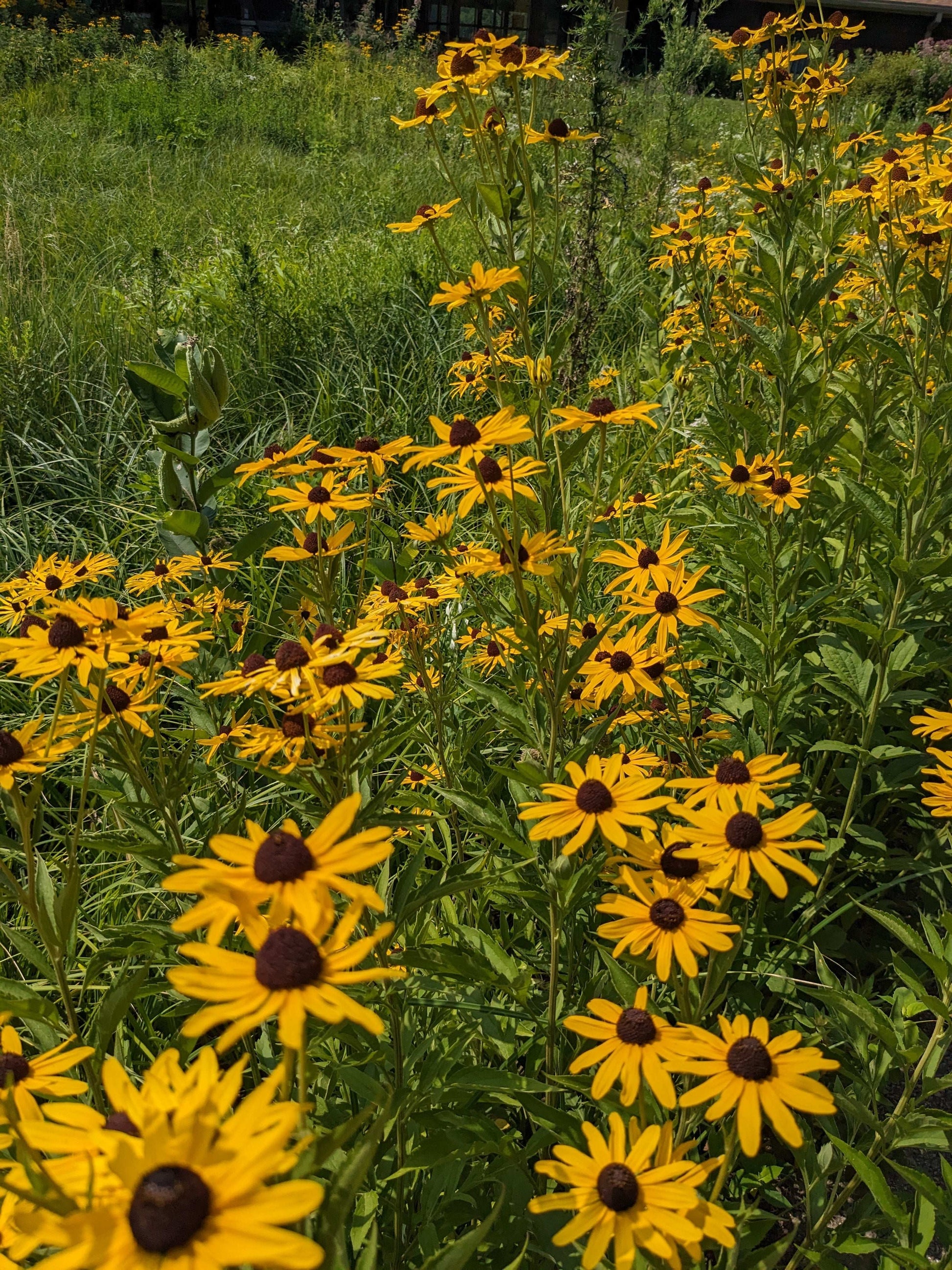 Rudbeckia subtomentosa (sweet black-eyed Susan)