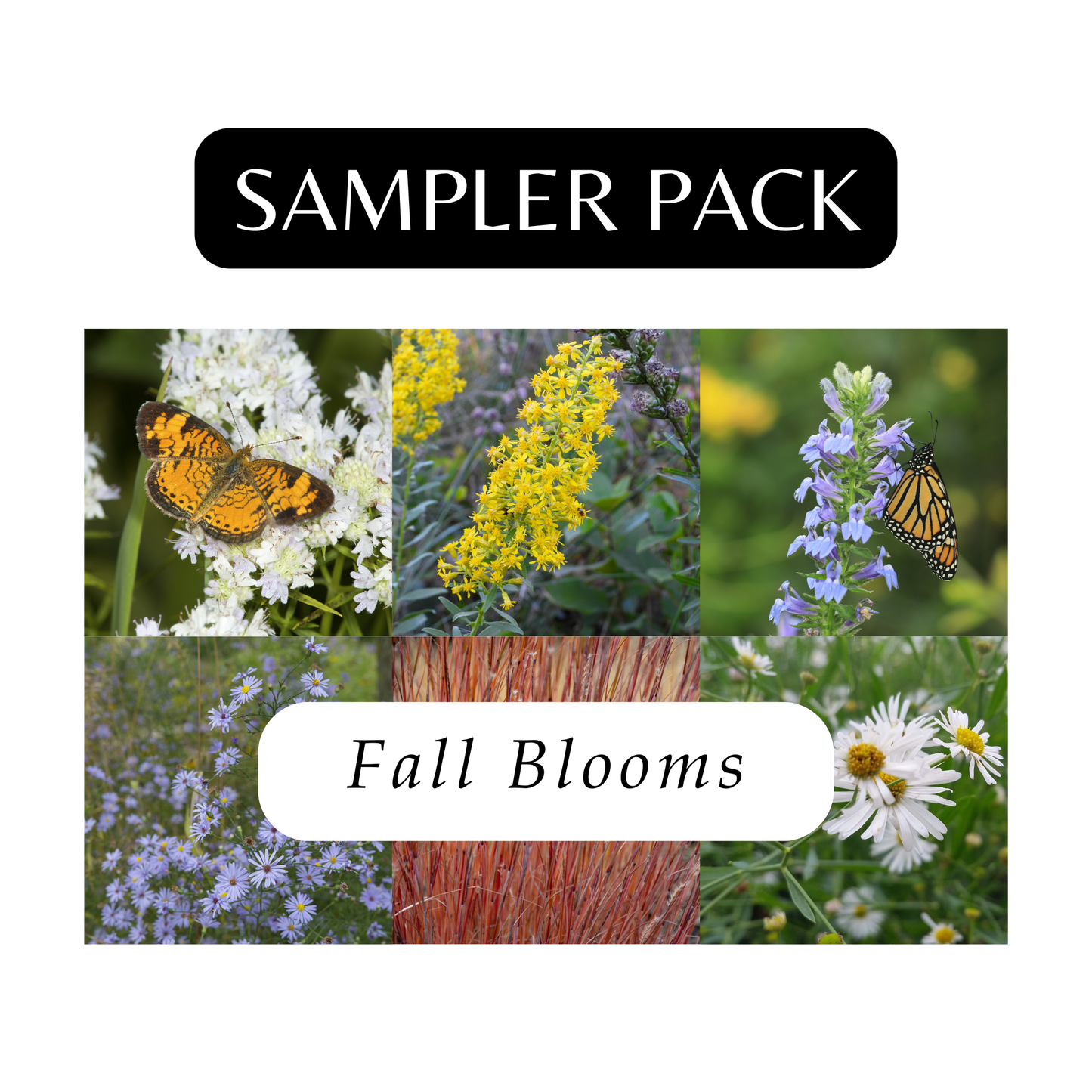 Sampler Pack for Fall (6 Plants)