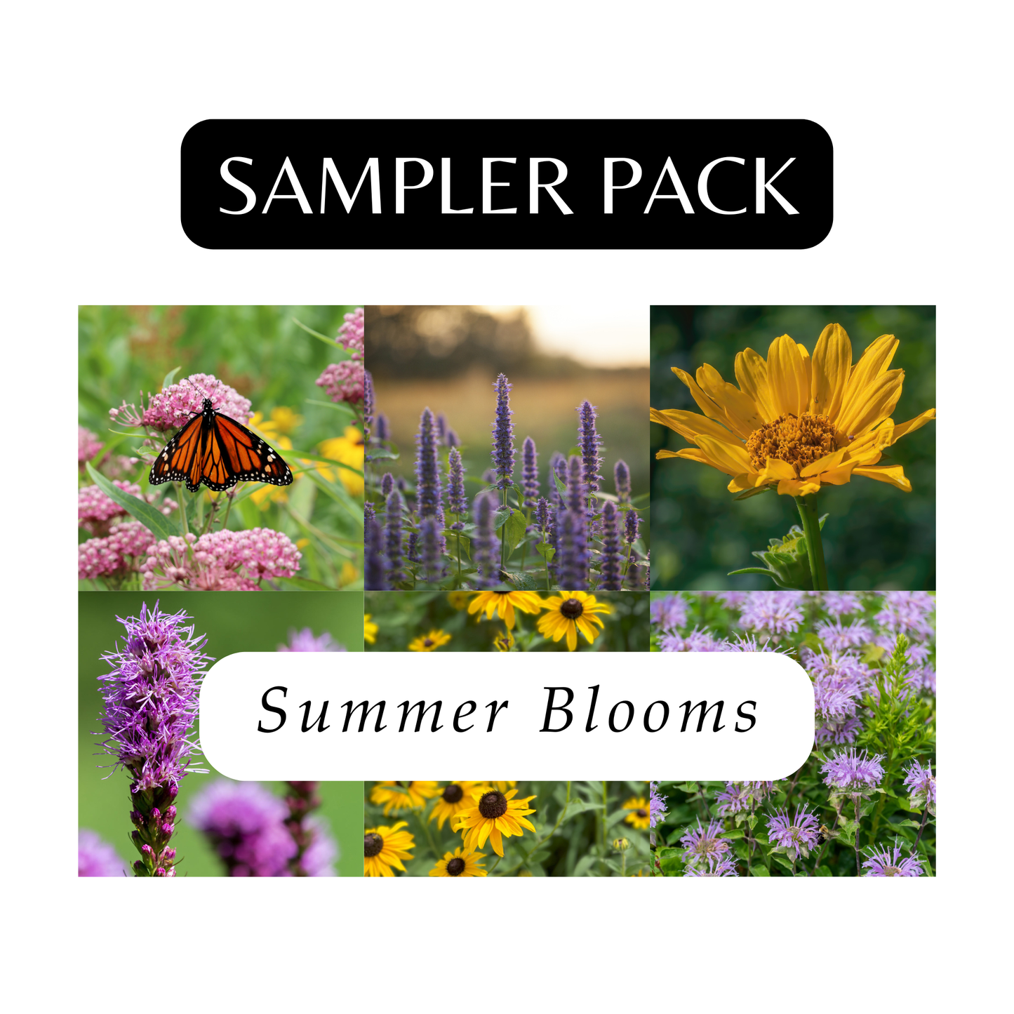 Sampler Pack for Summer (6 Plants)