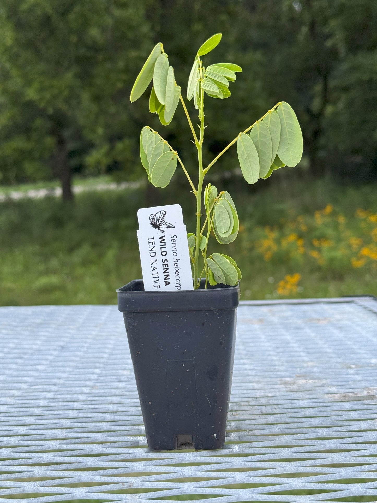 Senna hebecarpa (wild senna)