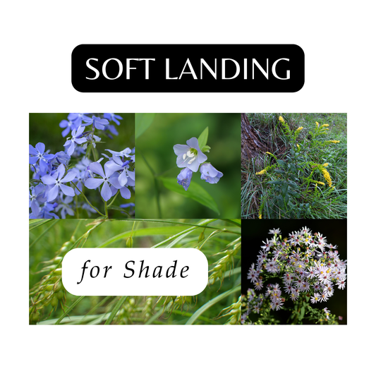 Soft Landings for Shade (12 Plants)