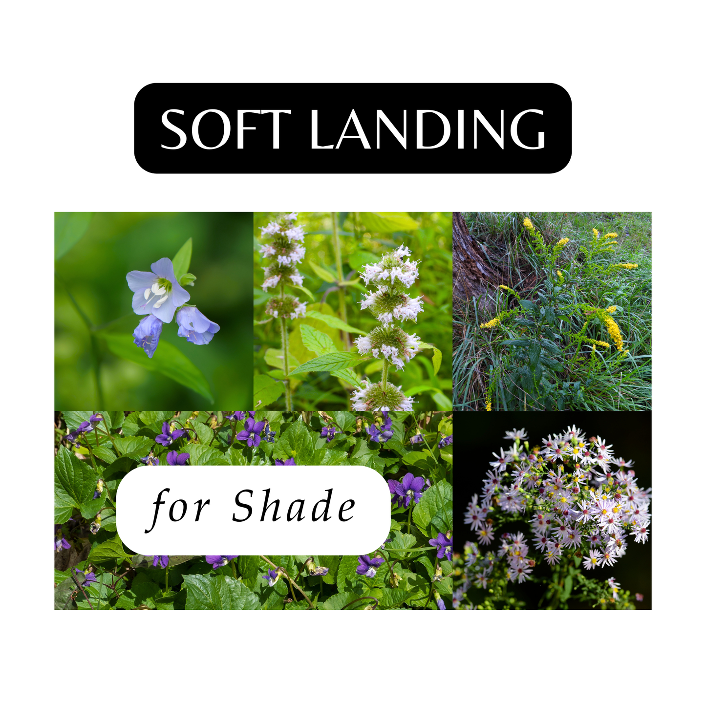 Soft Landings for Shade (16 Plants)