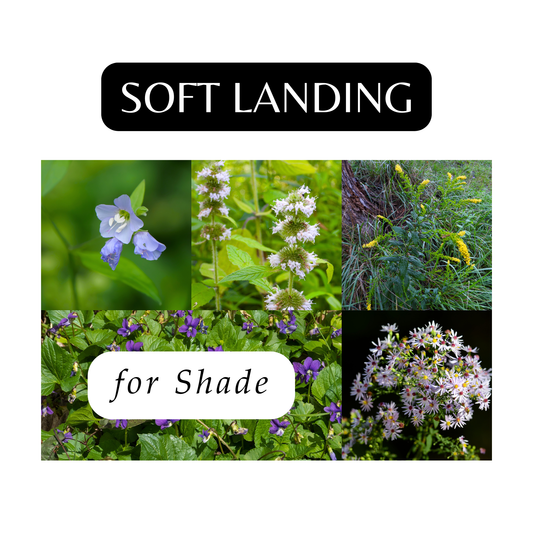 Soft Landings for Shade (16 Plants)