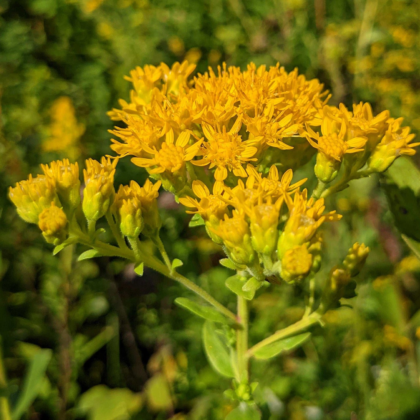 Oligoneuron rigidum (stiff goldenrod)