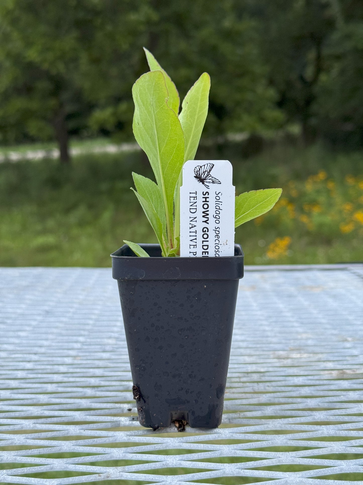 Solidago speciosa (showy goldenrod)