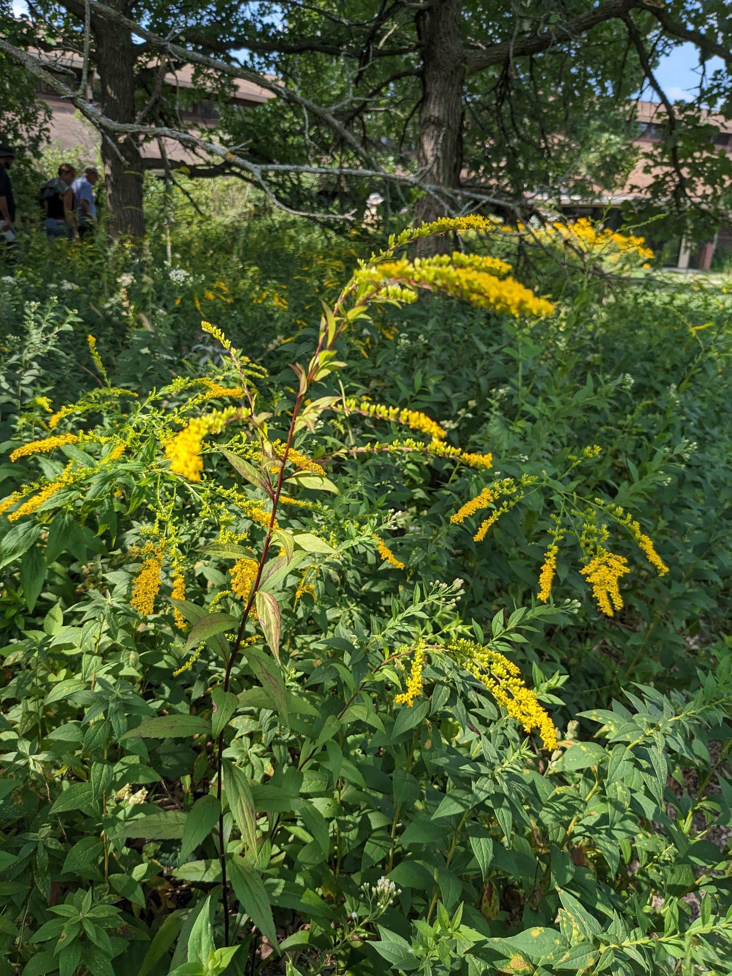 Solidago ulmifolia (elm-leaved goldenrod)