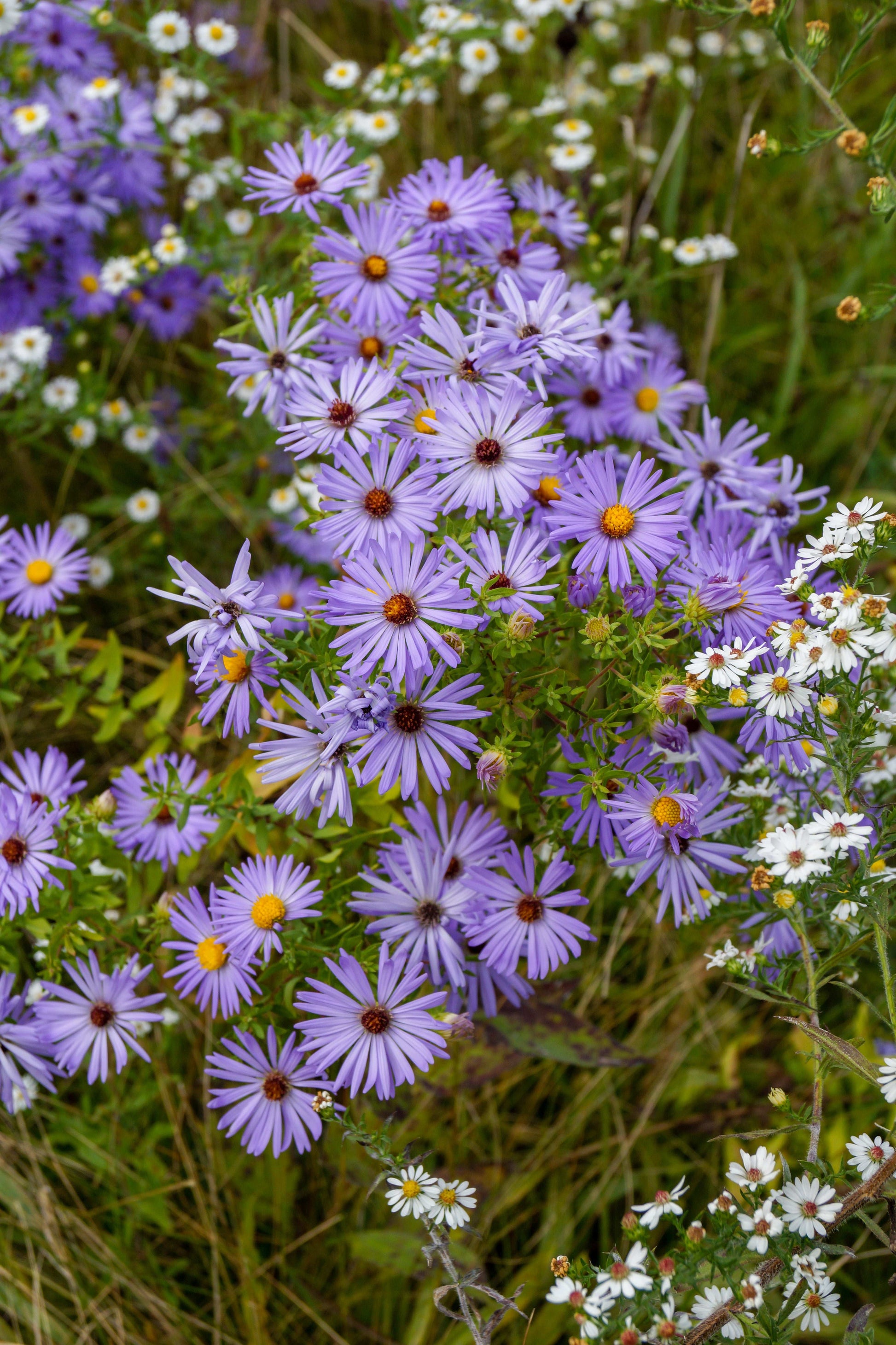 Symphyotrichum oblongifolium (aromatic aster)