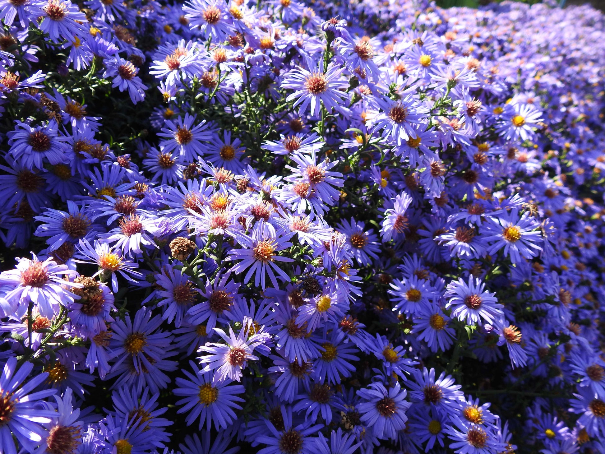 Symphyotrichum oblongifolium (aromatic aster)