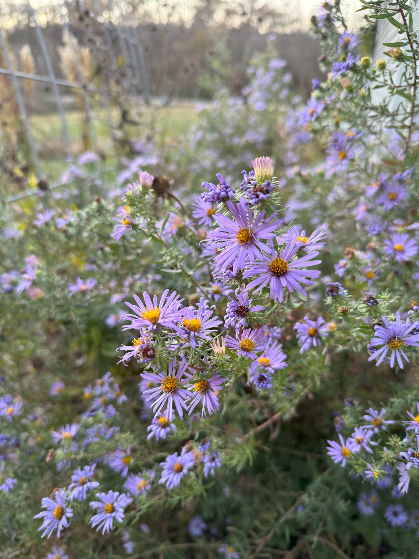 Symphyotrichum oblongifolium (aromatic aster)