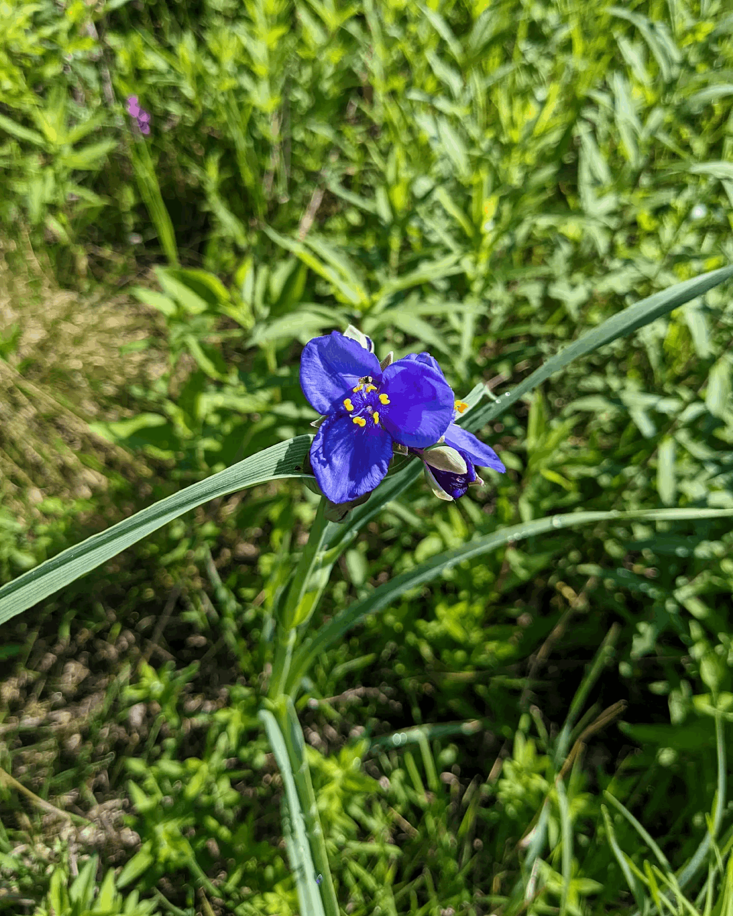 Tradescantia ohiensis (Ohio spiderwort)